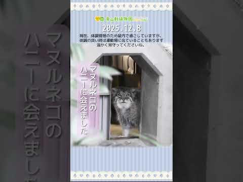 【東山動植物園公式】ハニーに会えました《 マヌルネコ 》 #short サムネイル