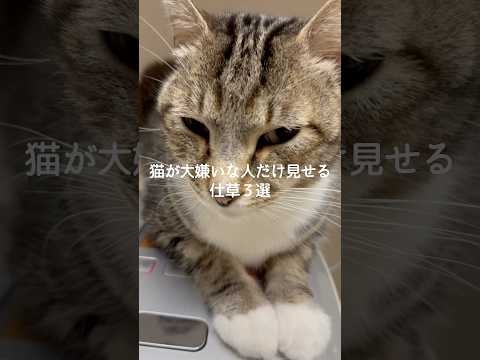 猫が大嫌いな人にだけ見せる仕草3選 猫 ねこ 猫好きさんと繋がりたい 猫のいる暮らし ねこのいる生活 雑学 豆知識 V… サムネイル