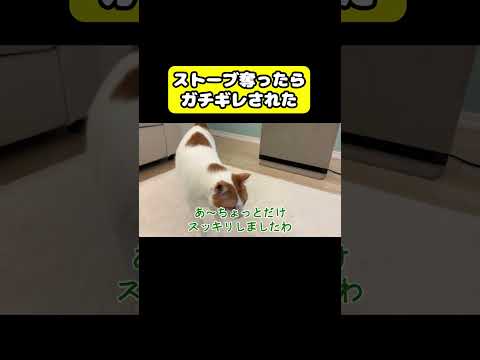 猫のつくしがストーブ奪取で激ギレ！最新おもしろアテレコ動画 サムネイル