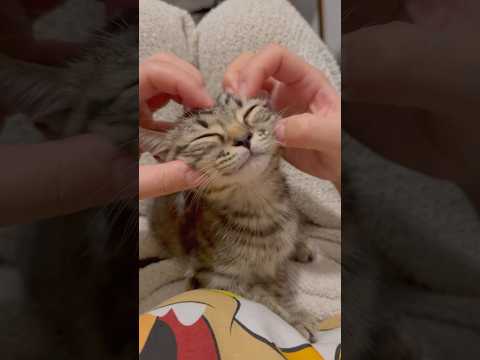 我が家に子猫(天使)をお迎え。 cat 猫 サムネイル