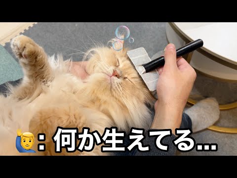 猫が“あるもの”にしか見えなくなりました… サムネイル