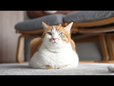 【30分】猫の音楽｜猫のいる日常BGM｜もしぬこ｜２ サムネイル