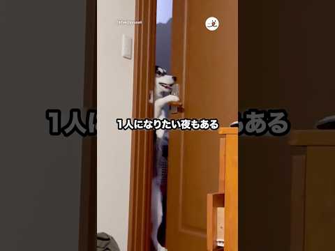 一人にさせないハスキー🐕｜PECO サムネイル