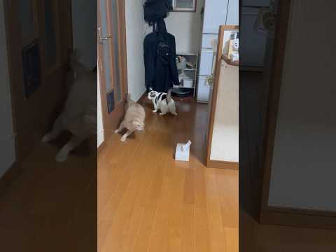 家政婦は見たみたいな サムネイル