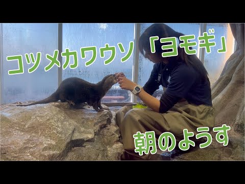 コツメカワウソ「ヨモギ」朝のようす サムネイル
