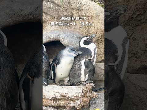 【ケープペンギン】ウトウトする「まろん」🐧【サンシャイン水族館】shorts 水族館 サムネイル