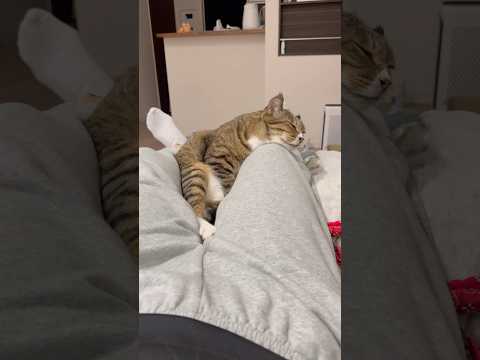 絶対に動かないアザラシほたて君元ボス猫なまこトドセイウチたぬき サムネイル
