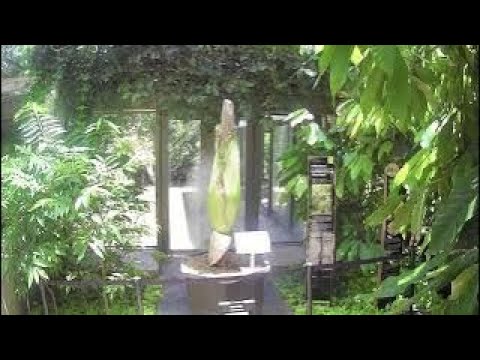 【沖縄県初】ショクダイオオコンニャク開花ライブ配信＠熱帯ドリームセンター(Part9) サムネイル