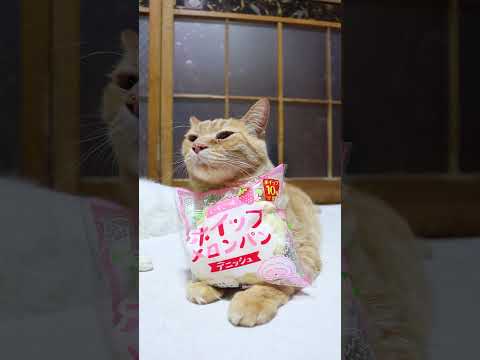 いちご味ホイップメロンパン　260115　のせ猫　メロンパン　 cat cute ネコ　　 猫のいる暮らし　 ねこ… サムネイル