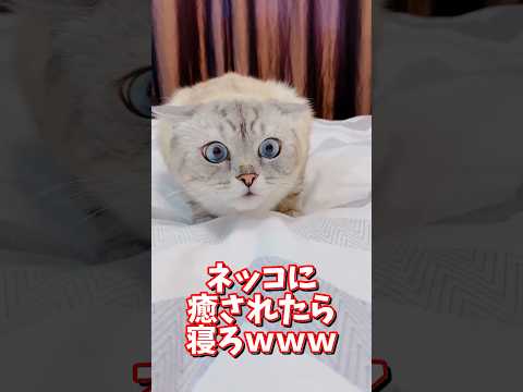 ネッコの動画で癒されたら寝ろｗｗｗ　2ch  動物  猫 癒やし ねこ動画 サムネイル