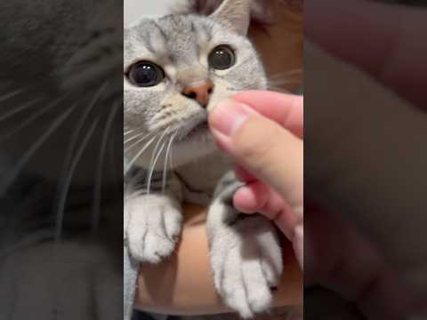 【爪切り】おやつで気を逸らしてるウチに...笑 cat 猫 サムネイル