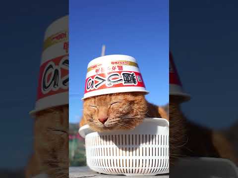 麺づくり 鶏ガラ醤油　260308　のせ猫　 cat　 cute　 ネコ　 ねこ　 猫のいる暮らし　 猫　 cutec… サムネイル