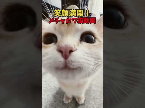 猫が咲かす笑顔☺️ #猫 #cat #cats #cute サムネイル