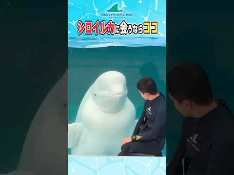 ベルーガ好きは絶対に行くべき水族館 サムネイル