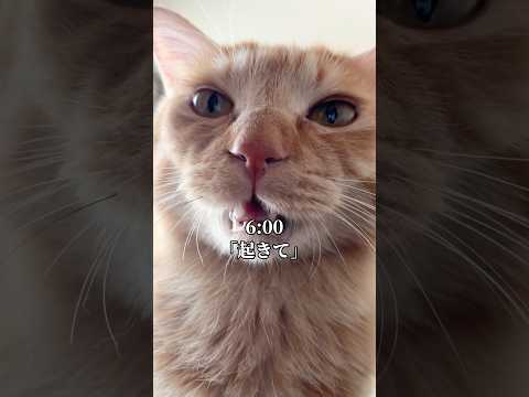 世界一可愛く猫に起こされた1日 cat vlog サムネイル