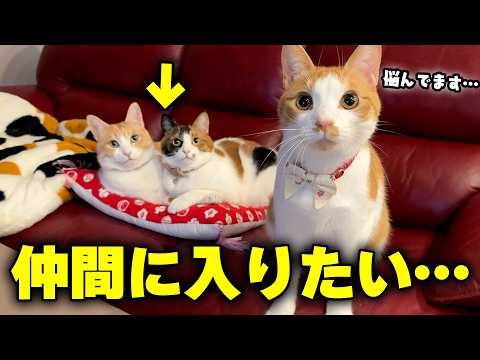 【不器用】猫たちが仲良く寝ているのを、ただ見ていました… サムネイル