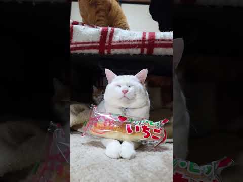 ホップヒット いちご　260127　ねこ　のせ猫　 cat cute 猫のいる暮らし　 ネコ　 cutecat　 ki… サムネイル
