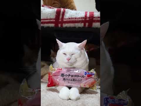 苺のチョコロール（苺ジャム＆苺ホイップ）　260129　　のせ猫　 cat cute ねこ　 ネコ　 猫のいる暮らし… サムネイル