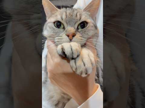 【大興奮】お出迎えマンチカン!! cat 猫 サムネイル