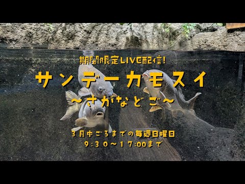 期間限定LVE配信！ サンデーカモスイ ～さがなどご～ サムネイル