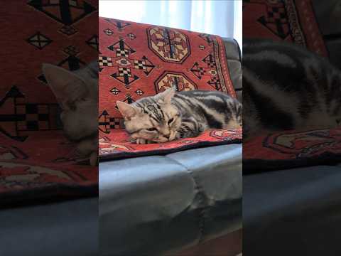 アメショーのラッテ アメショ アメリカンショートヘア 猫と暮らす家猫との暮らし猫 サムネイル