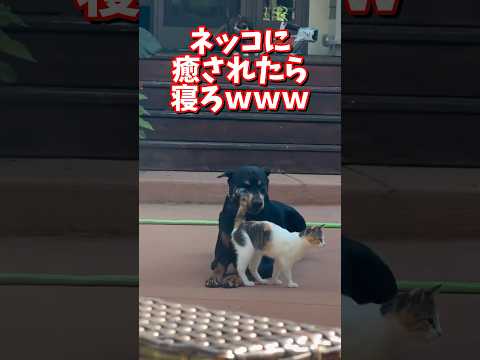 ネッコの動画で癒されたら寝ろｗｗｗ　2ch  動物  猫 癒やし ねこ動画 サムネイル