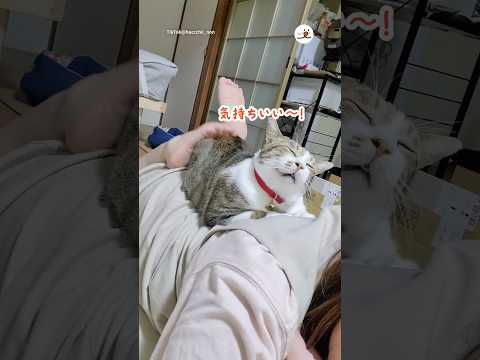 これが好きで何度も催促してくる｜PECO サムネイル