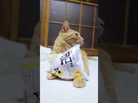 沼るクリームパン　260114　のせ猫　 cat cute 猫のいる暮らし　 ねこ　 ネコ　 猫　 猫のいる生活　 ク… サムネイル