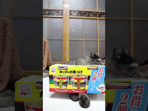 カップ入り茶づけ海苔・さけアソートパック　260308　のせ猫　 cat　 cute　 ネコ　 ねこ　 猫のいる暮らし… サムネイル