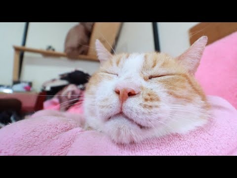 うずまきお顔なでなで　260206 サムネイル