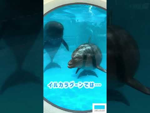 イルカたちからのお願い🐬 サムネイル