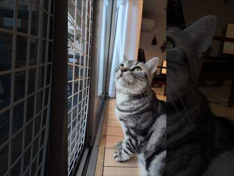 アメショーのラッテ アメショ ＃アメリカンショートヘア＃猫との暮らし猫と暮らす家猫 サムネイル