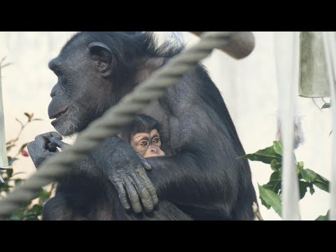 ジュウザにチヨちゃん、ほかに知らない子がいる！だれなんだ 😁　かみね動物園　チンパンジー　202512 サムネイル