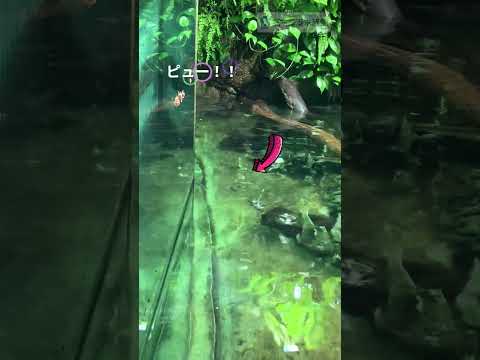 まさに水鉄砲！？     shots サムネイル