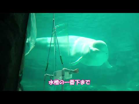 ニコそろそろ参加します　名古屋港水族館　ベルーガ　ニコ サムネイル
