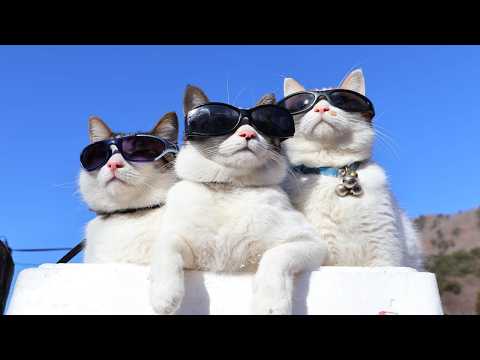 発泡スチロールの箱でサングラスを掛けた猫たち 　260301 サムネイル