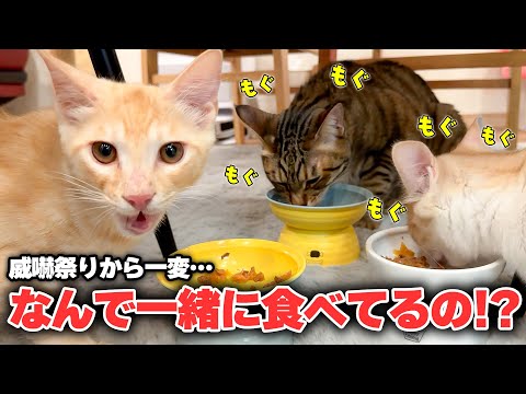 【え？】さっきまで威嚇してた先輩猫と、子猫たちが一緒にご飯を食べていました サムネイル