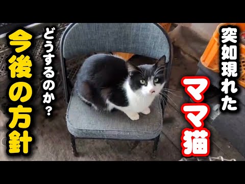 真冬のビニールハウスに突然帰って来たママ猫の今後について… サムネイル