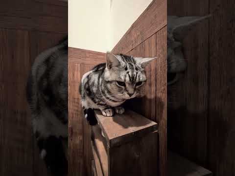 アメショーのラッテ アメショ アメリカンショートヘア 猫と暮らす家猫との暮らし猫 サムネイル