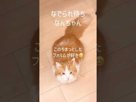 なでなでまち♪マンチカン短足 なんちゃん サムネイル