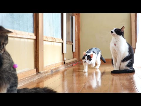 スーパーボールで遊ぶチビクロ　260210 サムネイル