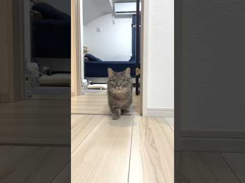 The Tiny Queen 👑🔥shorts cat catwalk munchkincat shortlegcat サムネイル