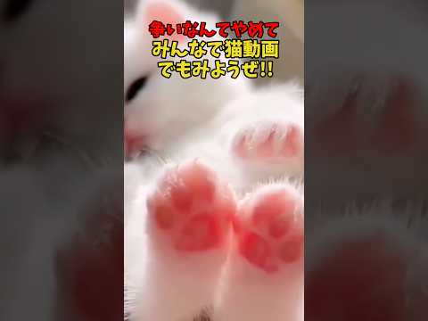 争いはやめよ！？猫動画に集中！ 猫 cat cats cute サムネイル