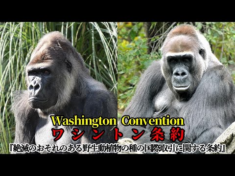 世界動物園水族館協会会長 カレン・サウスマン氏の基調講演 サムネイル