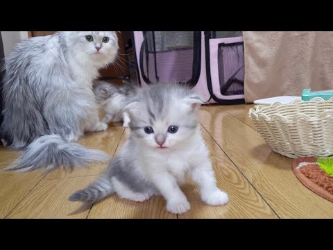 話題のスコティッシュフォールド赤ちゃん猫の離乳食デビュー サムネイル