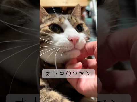 あなたのロマンは何ですか？cats キャンプ 球太 サムネイル