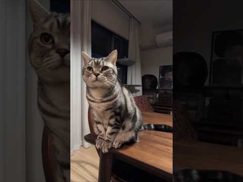 アメショーのラッテ アメショ アメリカンショートヘア 猫と暮らす家リズムの加湿器猫 サムネイル