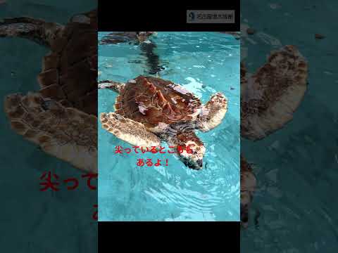 アカウミガメの甲羅    shots    名古屋港水族館 サムネイル