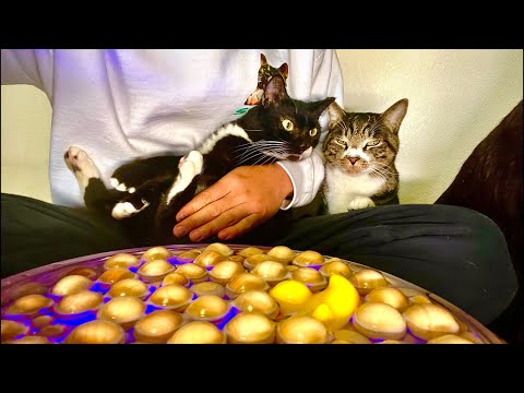 Deep Relax ASMR｜Cat Purring & Wooden Balls【live】 サムネイル