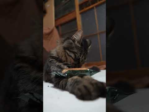 パイ倶楽部　260201　のせ猫　 cat cute ねこ　 猫のいる暮らし cutecat ネコ　 kitty　 k… サムネイル